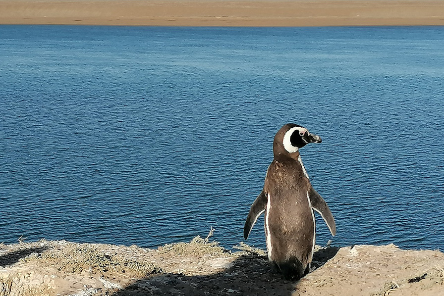 Patagonia Argentina - Wildlife Adventure - Puerto Madryn