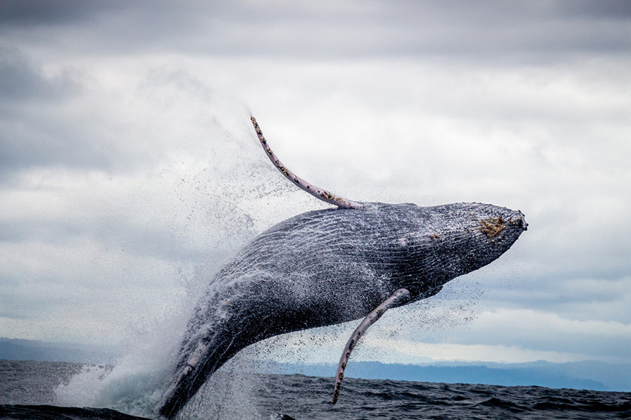 Patagonia Argentina - Wildlife Adventure - Peninsula Valdes