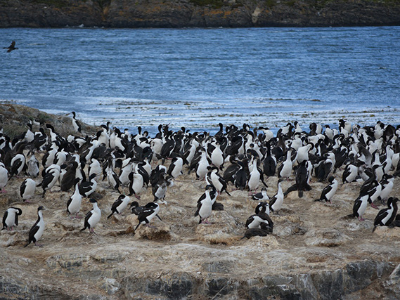 Penguin Rookery at Punta Tombo