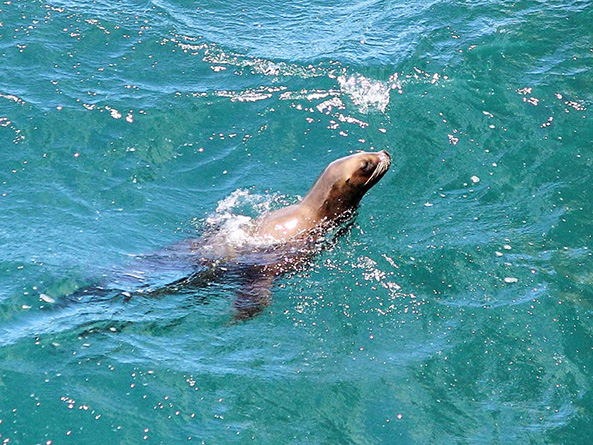 Snorkelling with Sea Lions