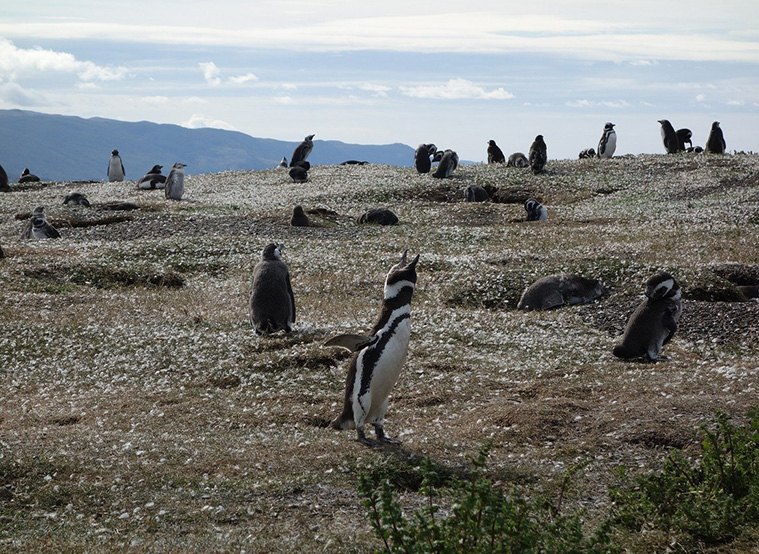 Patagonia Argentina - Wildlife Adventure