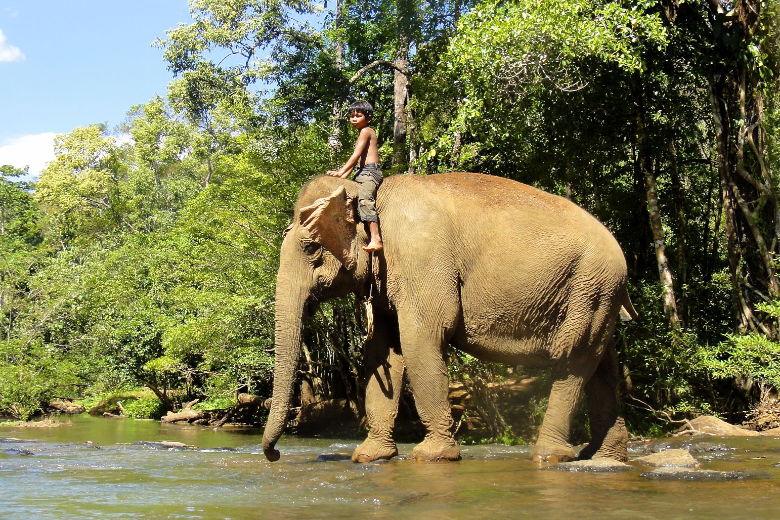 Search for Cambodia: Elephants and Rainforest - Mondulkiri Province