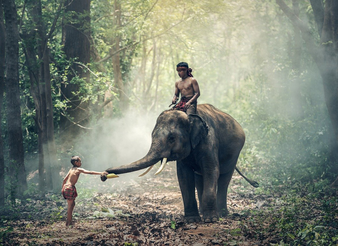 Search for Cambodia: Elephants and Rainforest