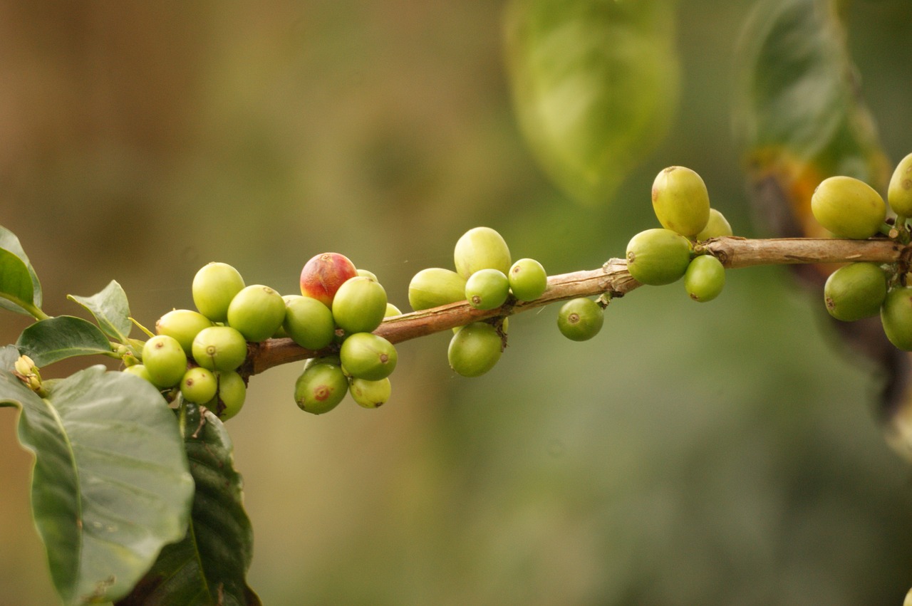 Off the beaten track in South Colombia - Coffee Plantation