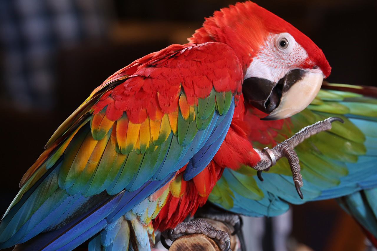 Costa Rica Family Adventure - Braulio Carrillo National Park