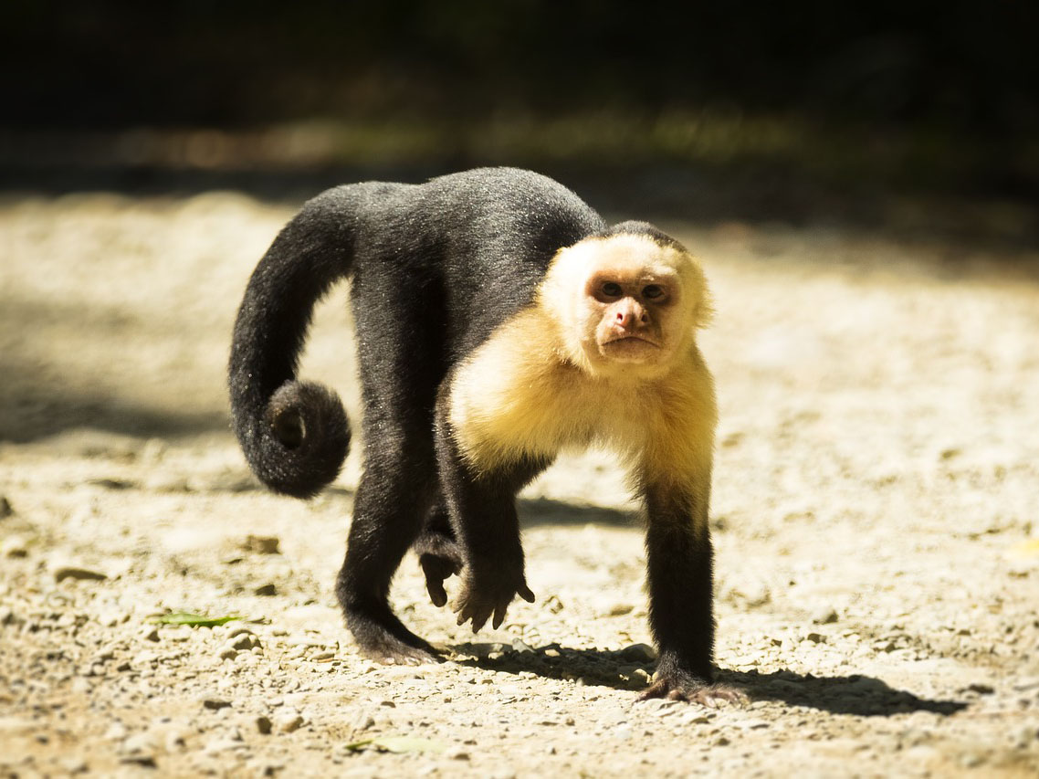 Manzanillo Wildlife Refuge