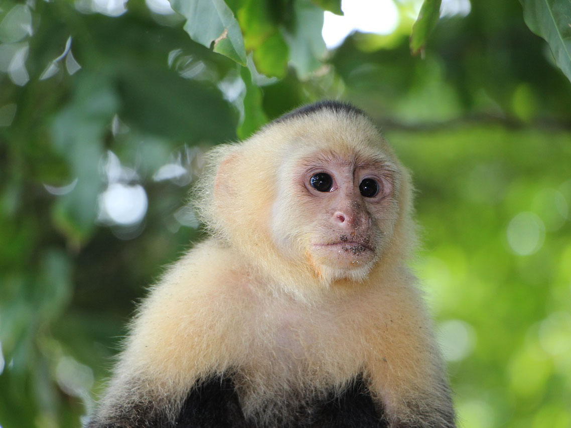 Manuel Antonio National Park