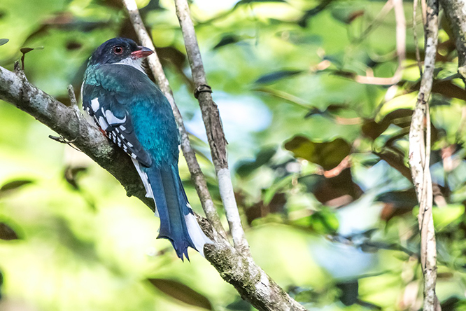 Birdwatching Tour - Zapata Peninsula