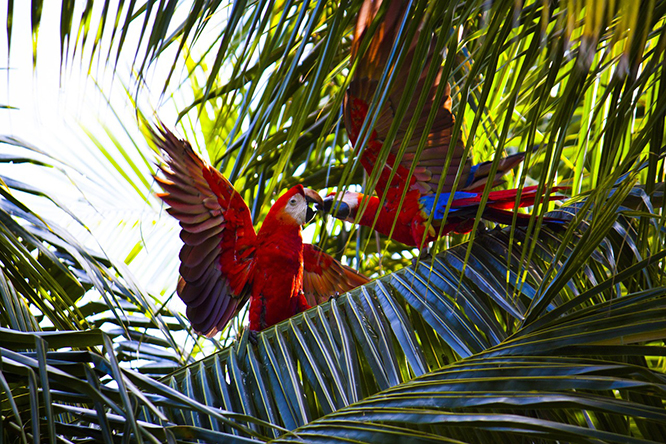 Birdwatching Tour - Camaguey - Parrot