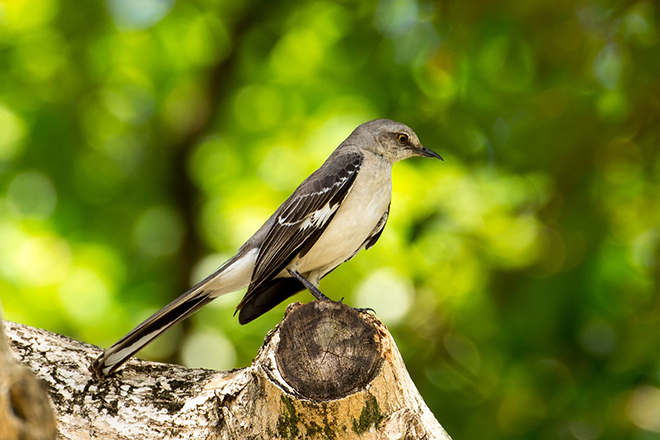 Birdwatching Tour - Cayo Coco