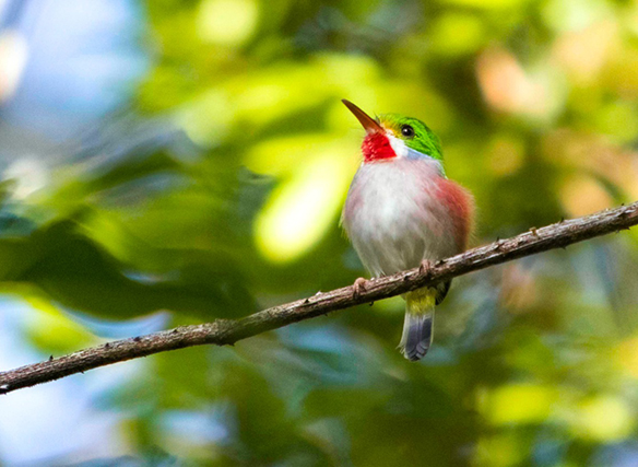 Birdwatching Tour