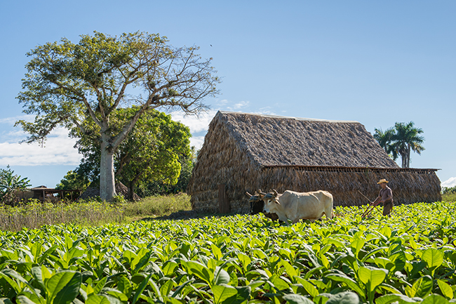 The charming west of Cuba - Vinales