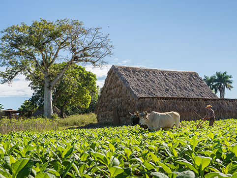 Havana to Viñales