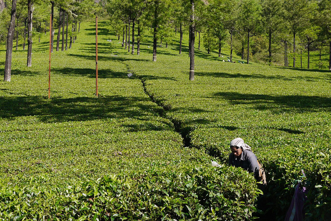 Classic Kerala and the Beach - Munnar