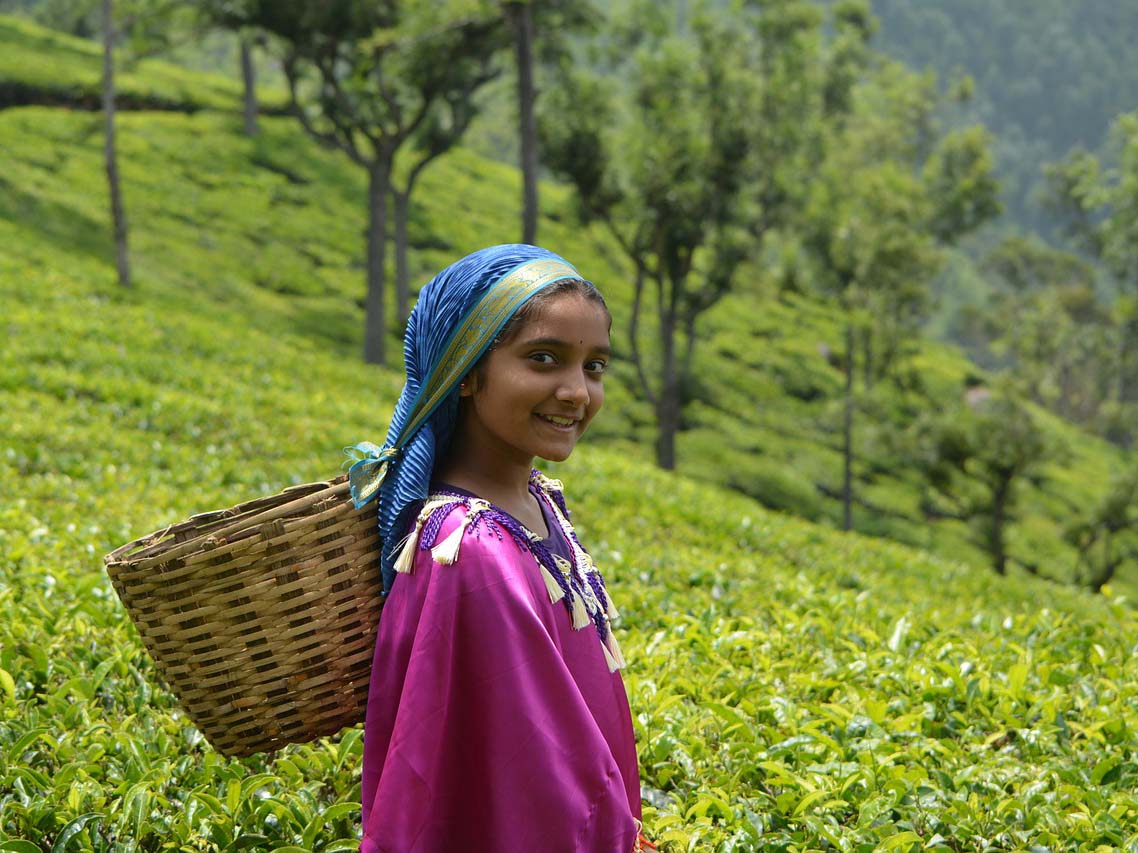 Walking Through the Coffee Plantations