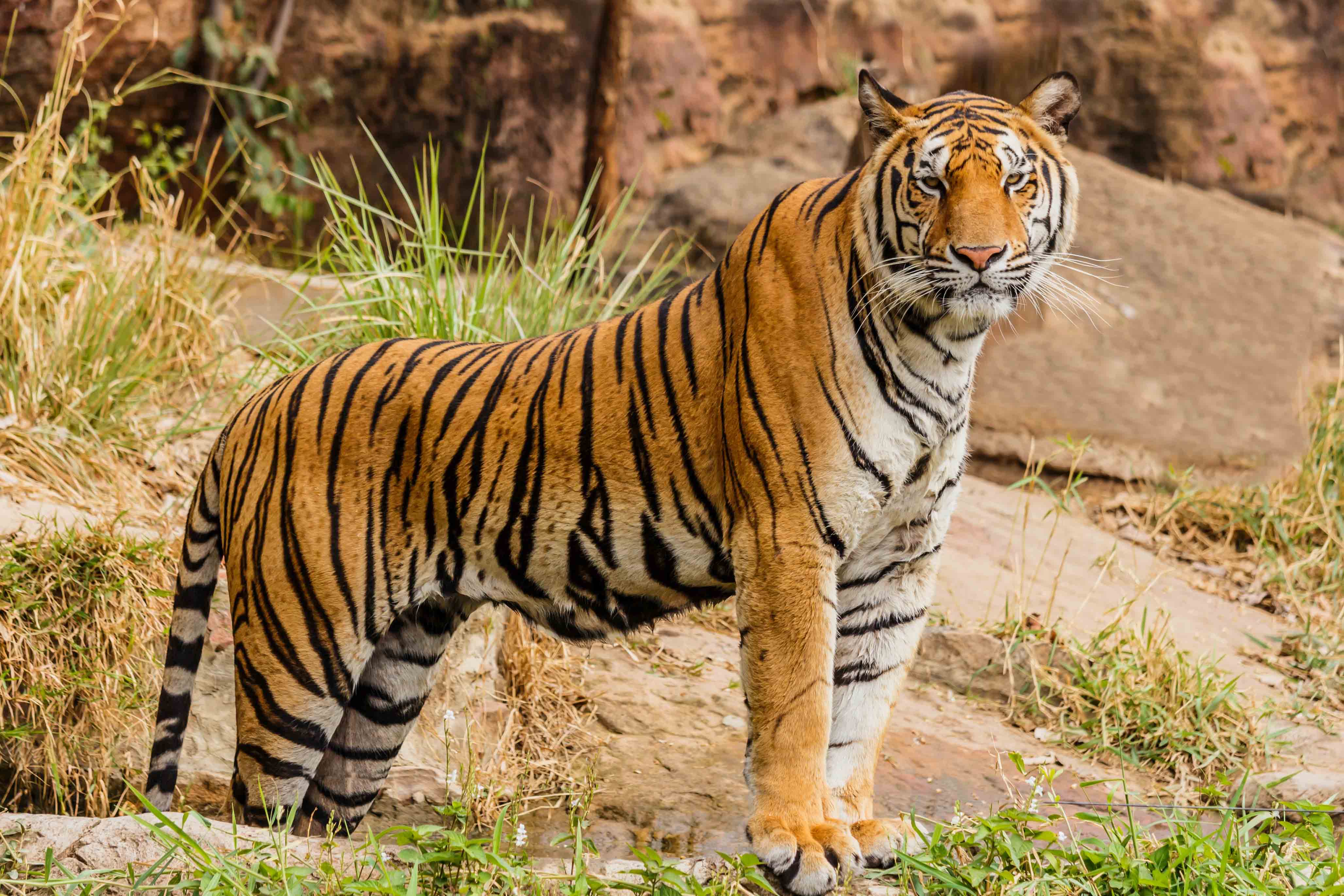 Wildlife and Culture of the Golden Triangle - Ranthambore National Park