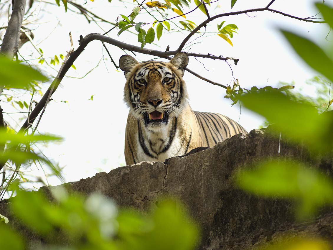 Agra - Ranthambore National Park